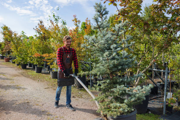 Best Affordable Tree Service  in Belmont, NC